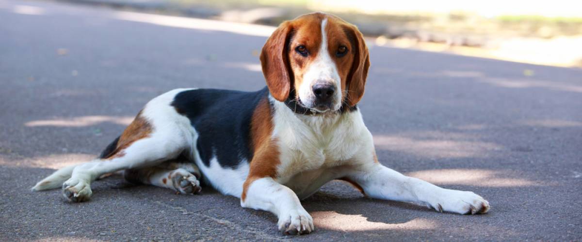 American Foxhound