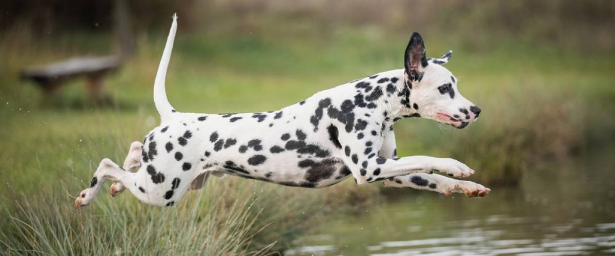 Dalmatian