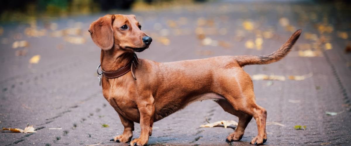 Dachshund