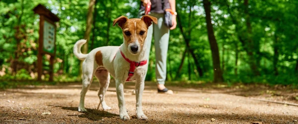 Jack Russell Terrier