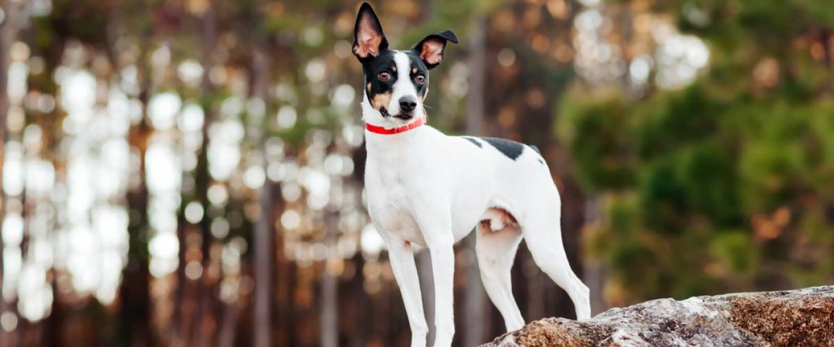 Rat Terrier