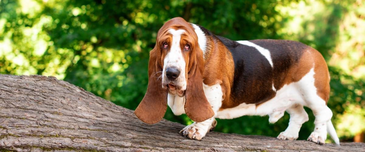 Basset Hound