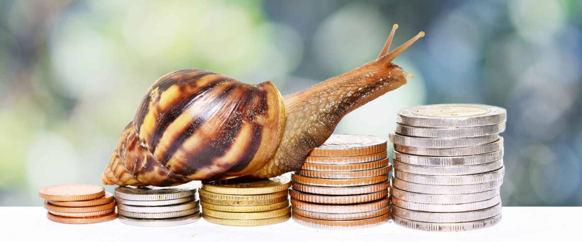 Brown snail climbing  the pile of coins