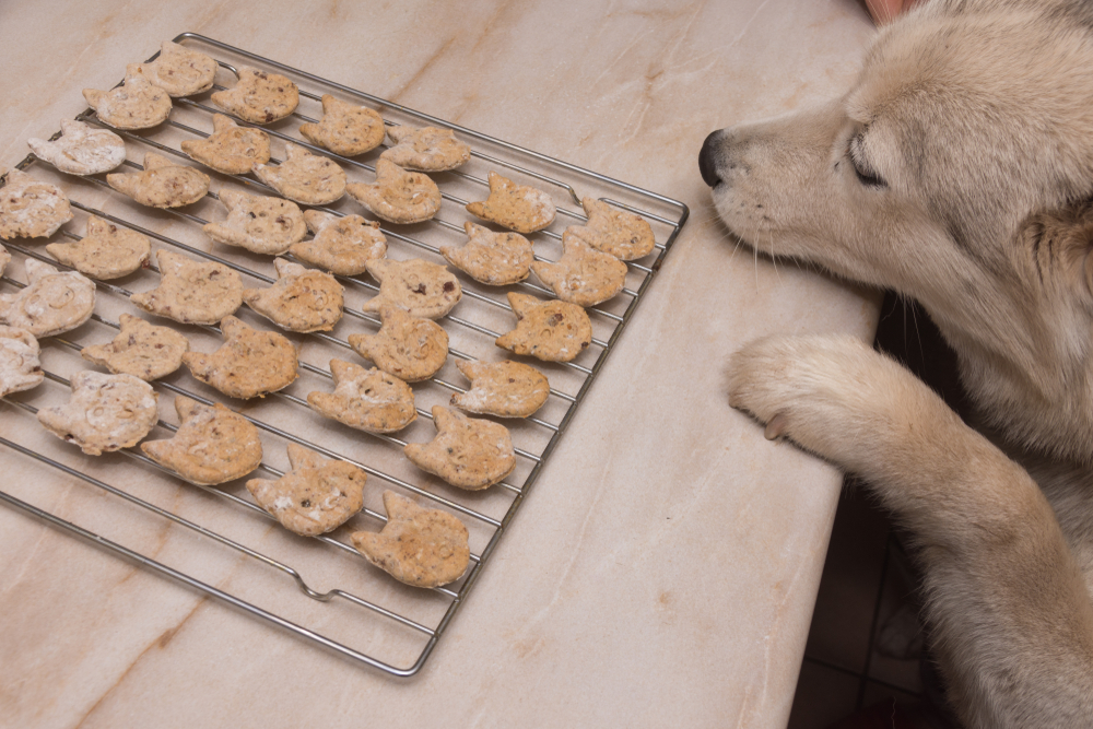 Homemade dog treats