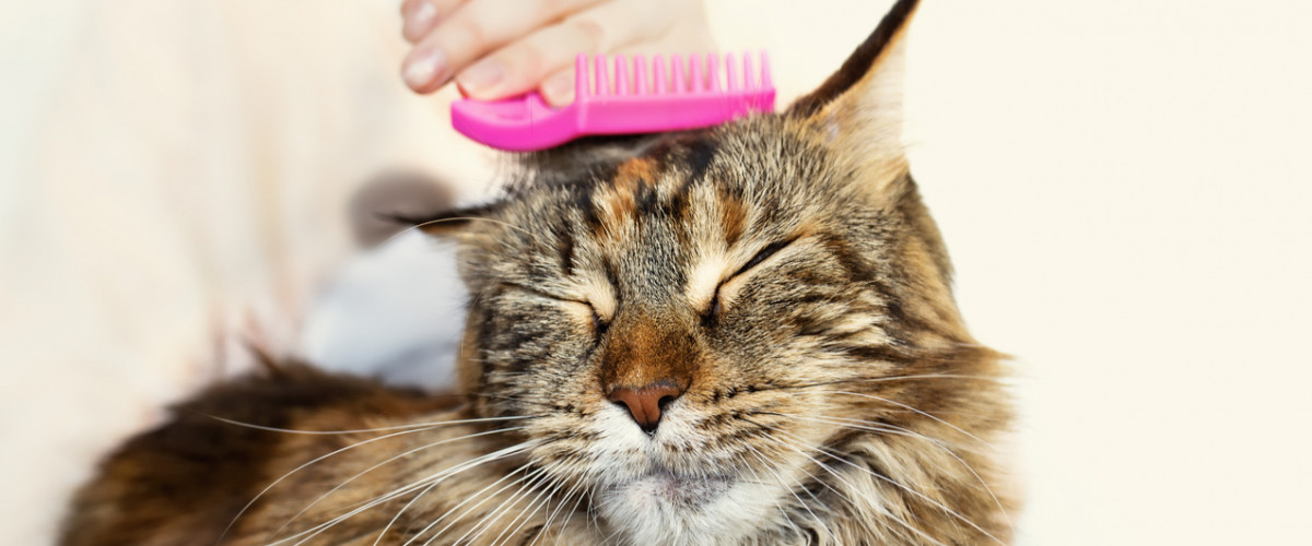 A very happy cat being groomed at home by owner