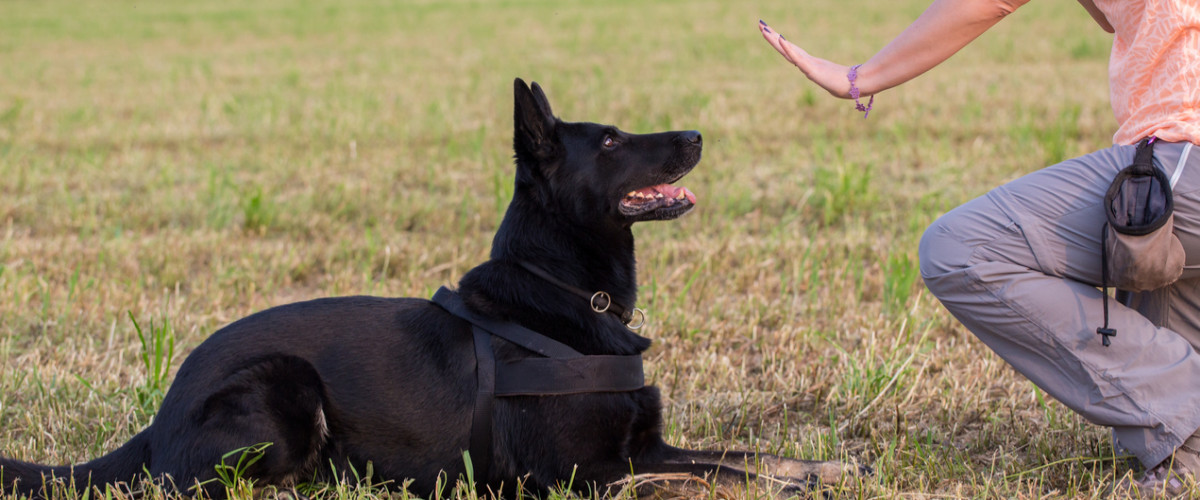 German Shepherd training (Sit command)
