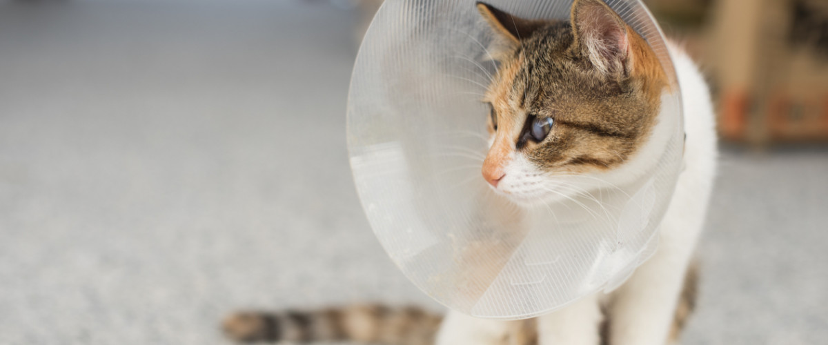 Cat with collar after spay surgery