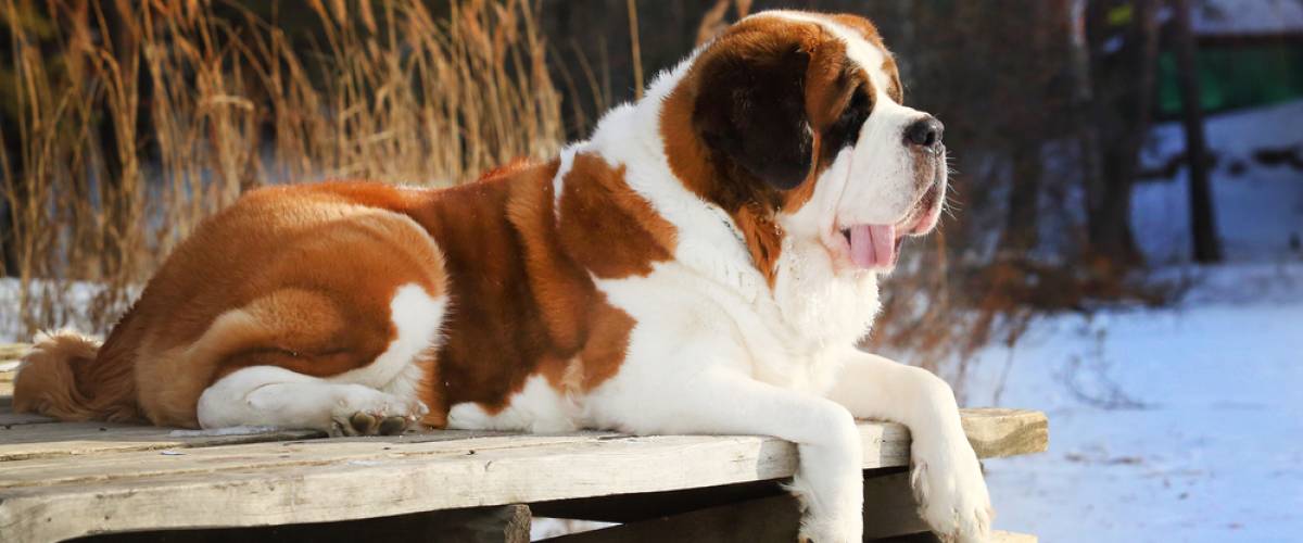 Saint Bernard