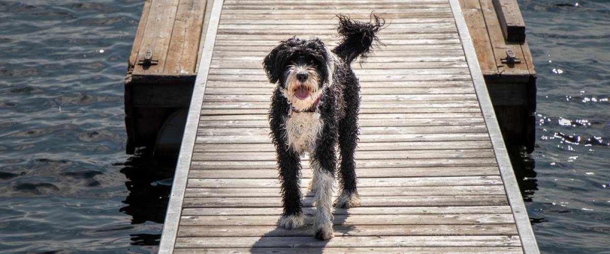 Portuguese Water Dog