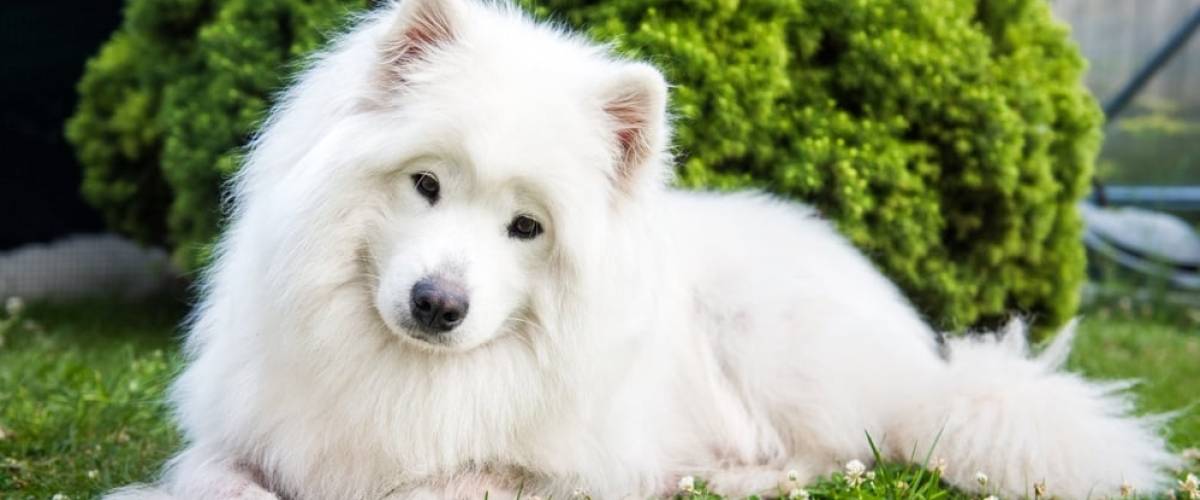 Samoyed