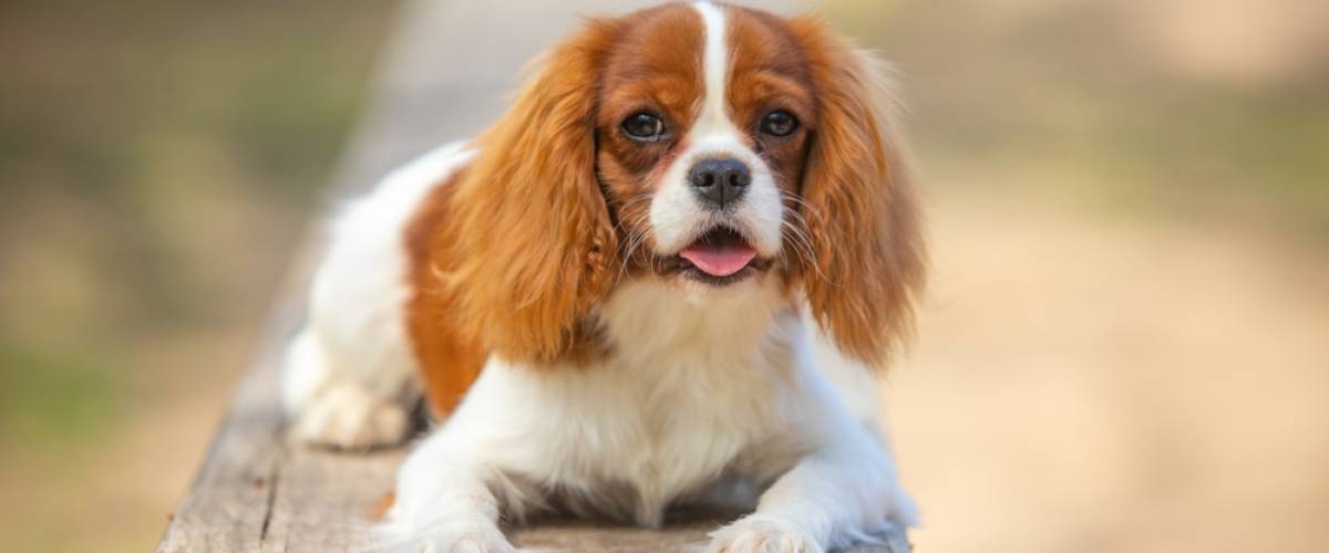 Cavalier King Charles Spaniel