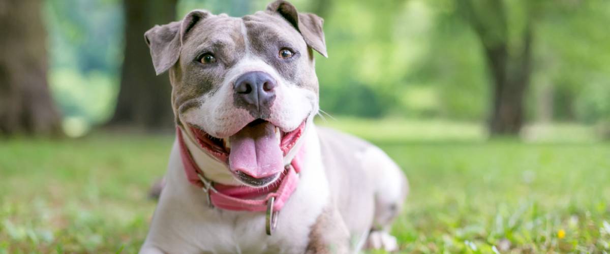 Staffordshire Bull Terrier