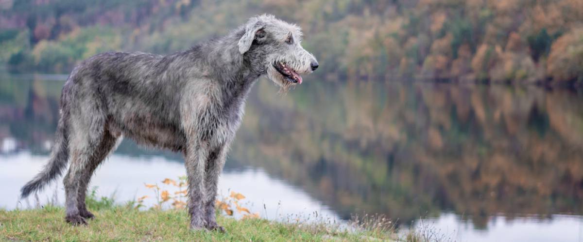 Irish Wolfhound