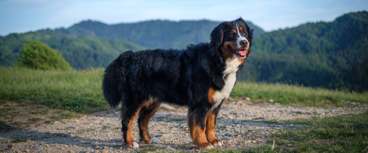 Bernese Mountain Dog