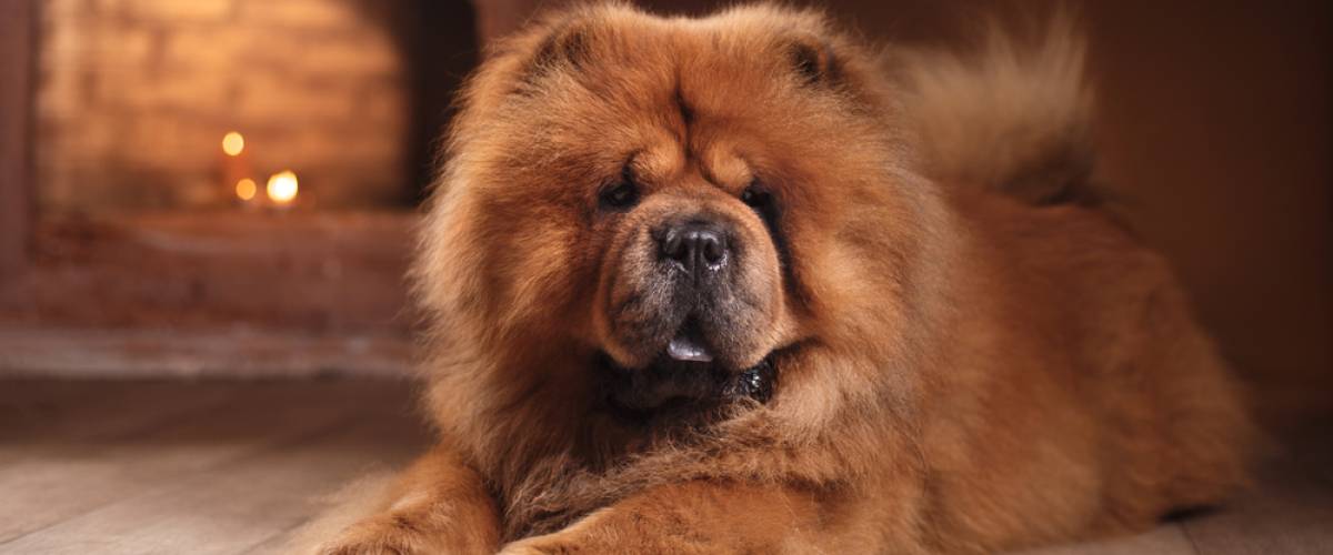 Chow Chow