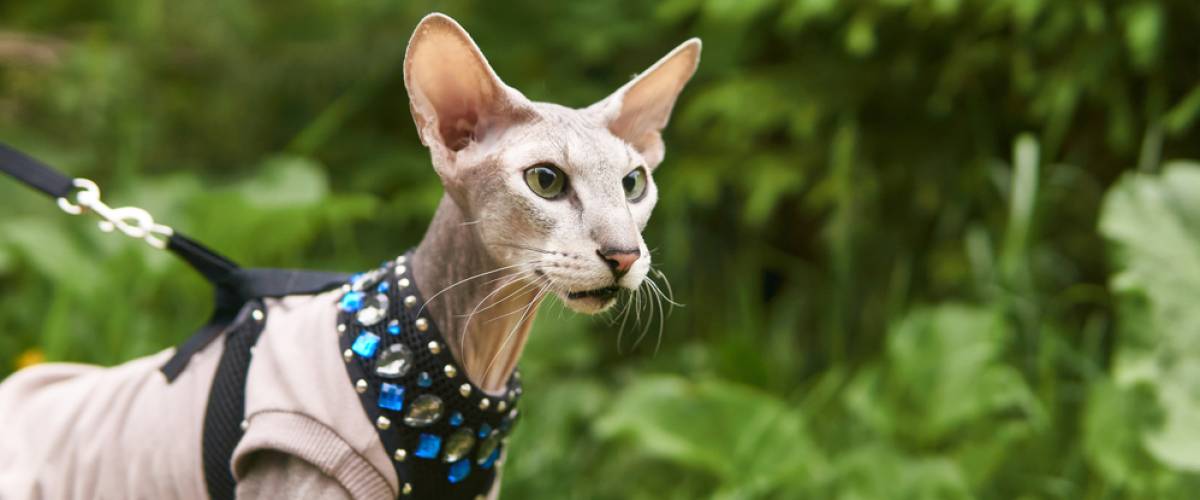 Peterbald