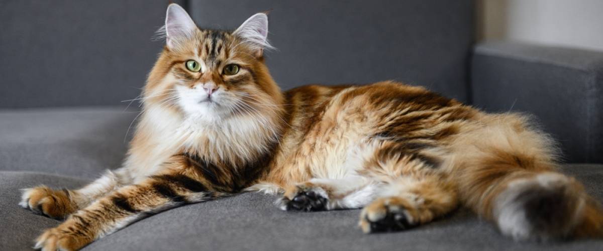 Siberian Forest cat