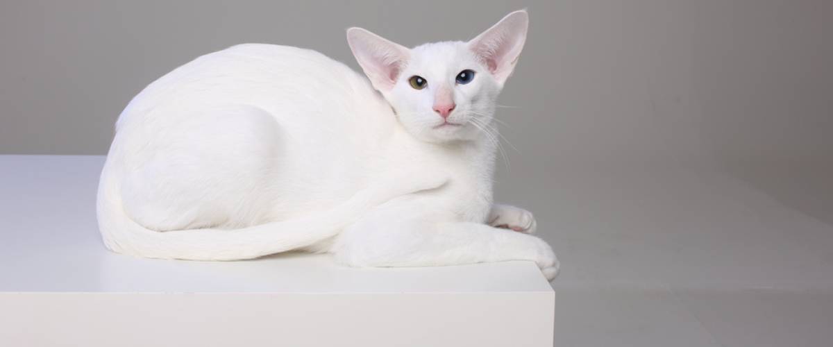 Oriental Shorthair