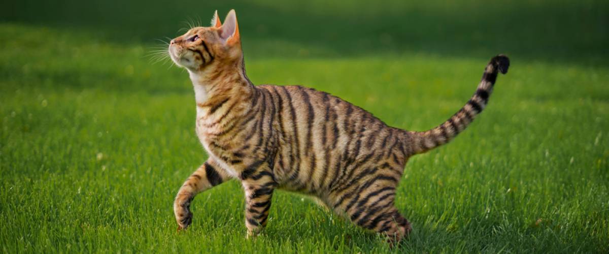 Toyger