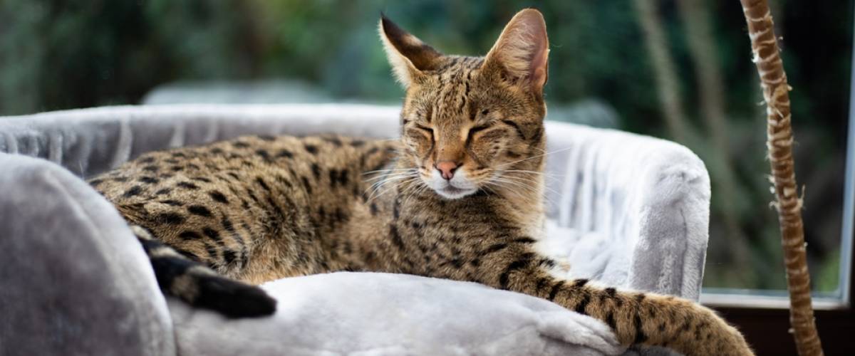Savannah cat