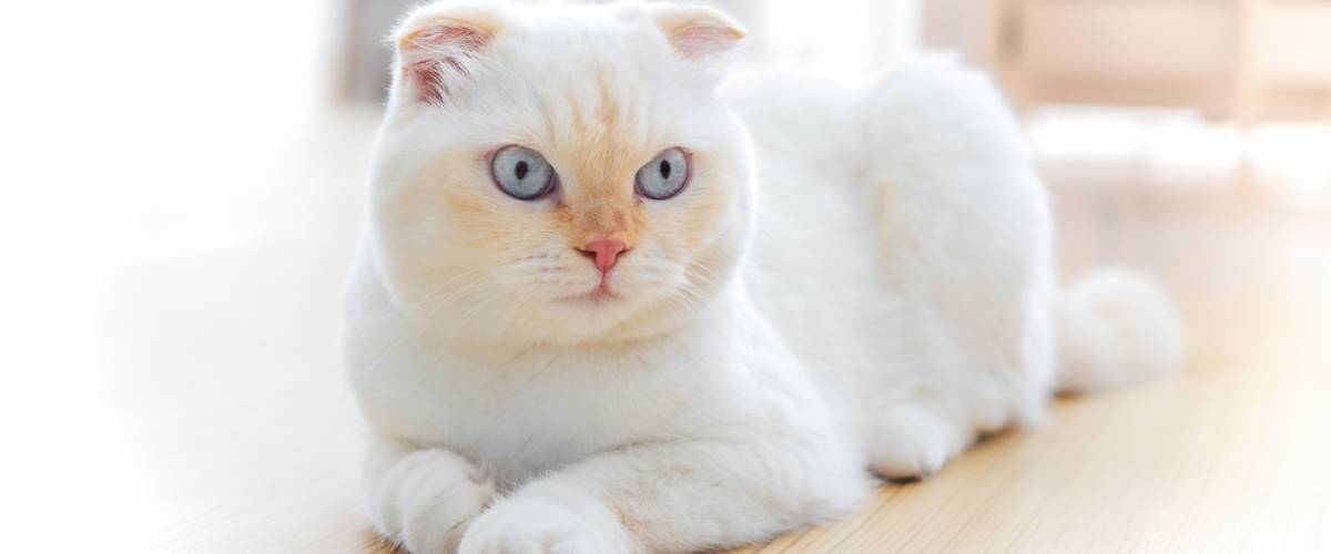 Scottish Fold
