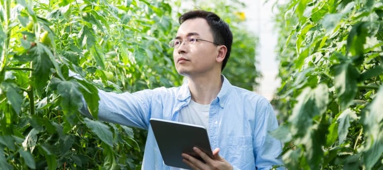 Young man farmer using digital tablet in tomato farm.