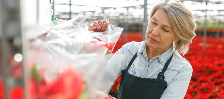 Skilled senior woman florist arranging packed poinsettia plants