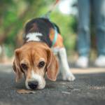 Cheapest dog breeds
