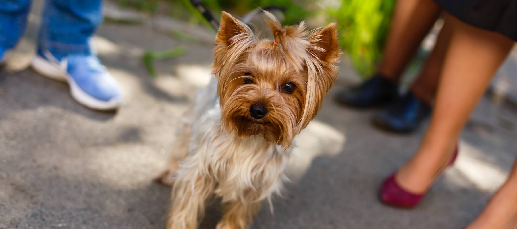 Yorkshire terrier on a leash
