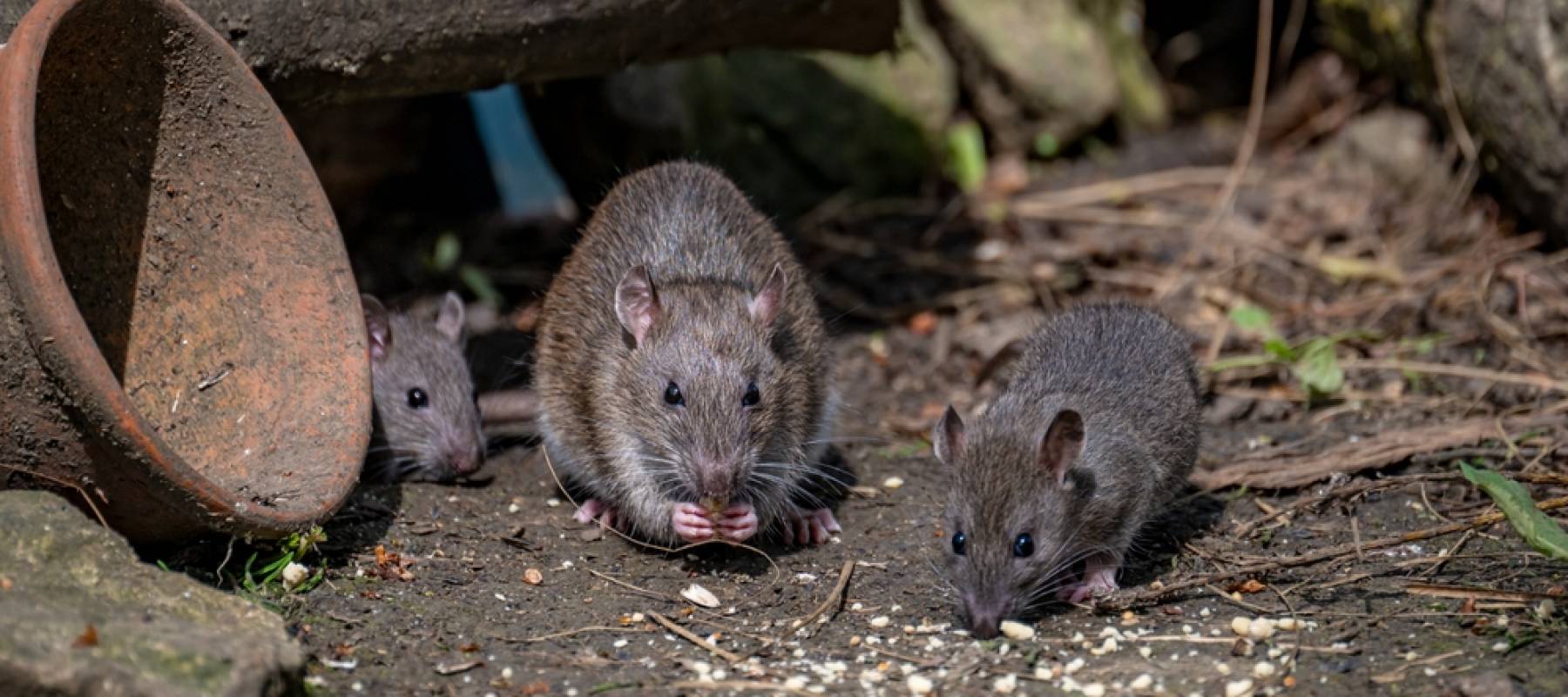 Rats