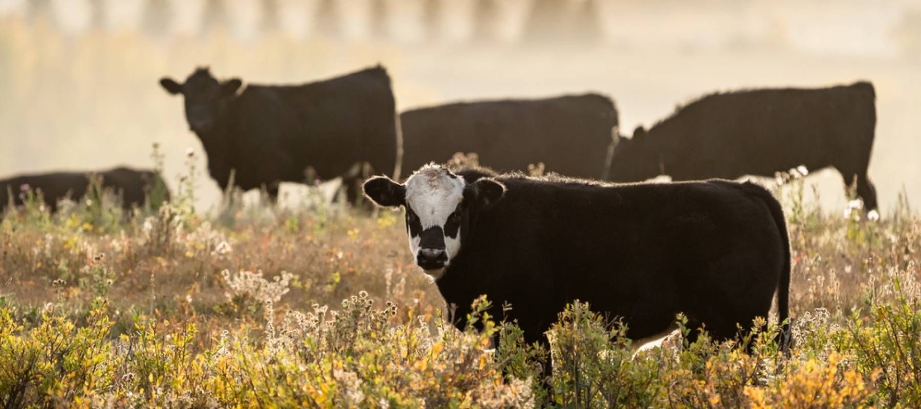 Cows grazing in a field in Alberta