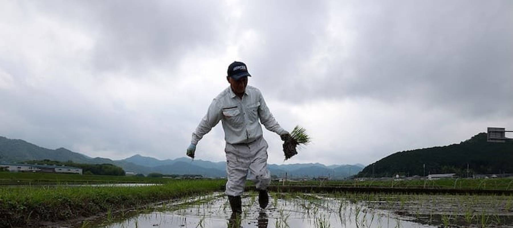 Farmer in rice field