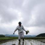 Farmer in rice field