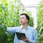 Young man farmer using digital tablet in tomato farm.