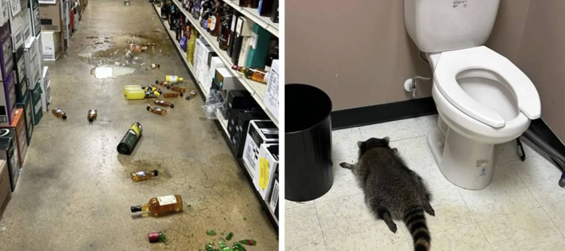A very drunk raccoon found passed out in a bathroom after breaking into a VA liquor store