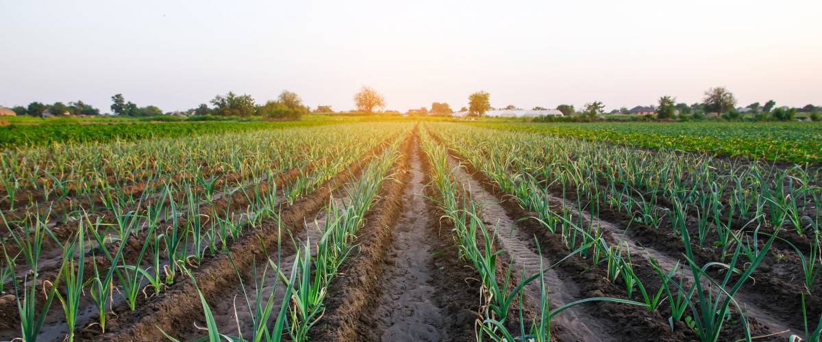 Leek onions farm field. Fresh green vegetation after watering.