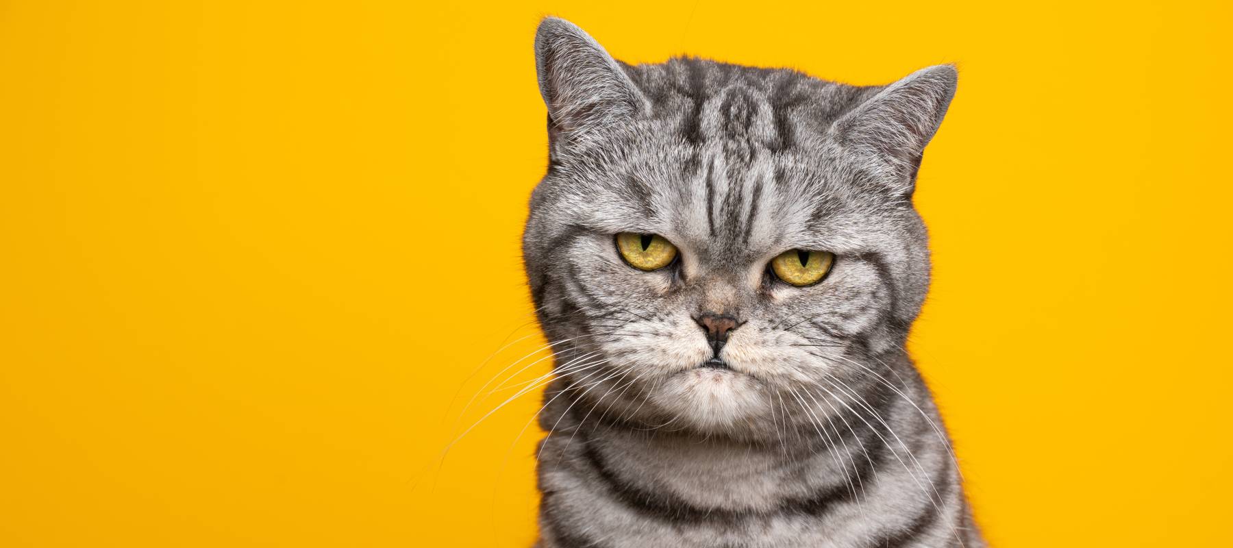 Silver tabby cut looking very angry