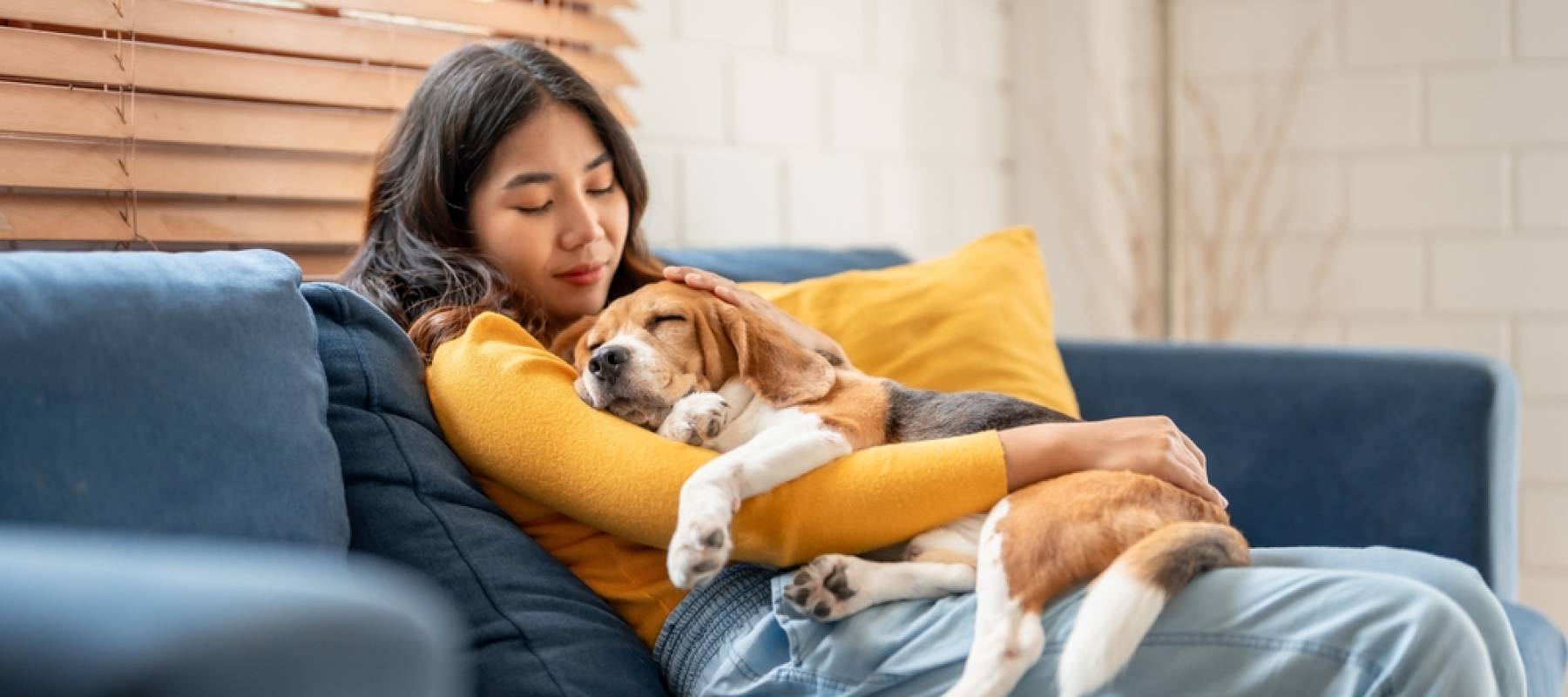 Adorable Beagle dog puppy sleeping on young female owner's shoulder.