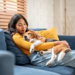 Adorable Beagle dog puppy sleeping on young female owner's shoulder.
