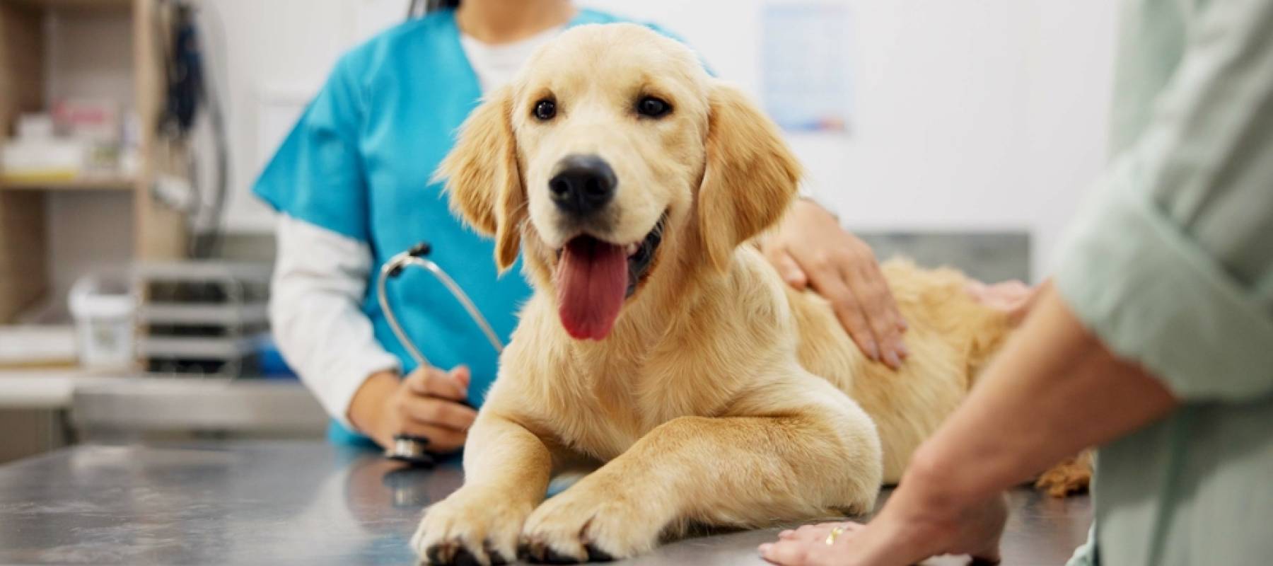 Here’s what you need to know about saving for your pet’s veterinary care.