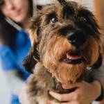 Anti-aging pill for dogs one step closer to reality as it's certified 'effective' by FDA. What does this mean for your budget?