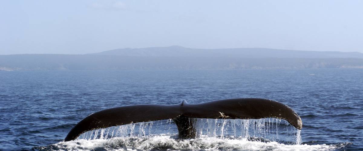 Humpback whale off the coast of Newfoundland