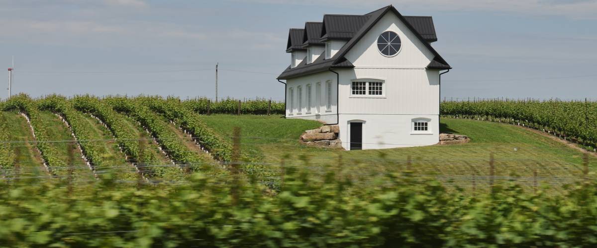 Wine grapes are growing at a winery in Niagara-on-the-Lake, Ontario, Canada, on June 12, 2024