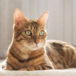 expensive cat breeds