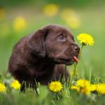 Online puppy scams