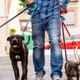 Professional dog walker or pet sitter walking a pack of cute different breed and rescue dogs on leash at city street.