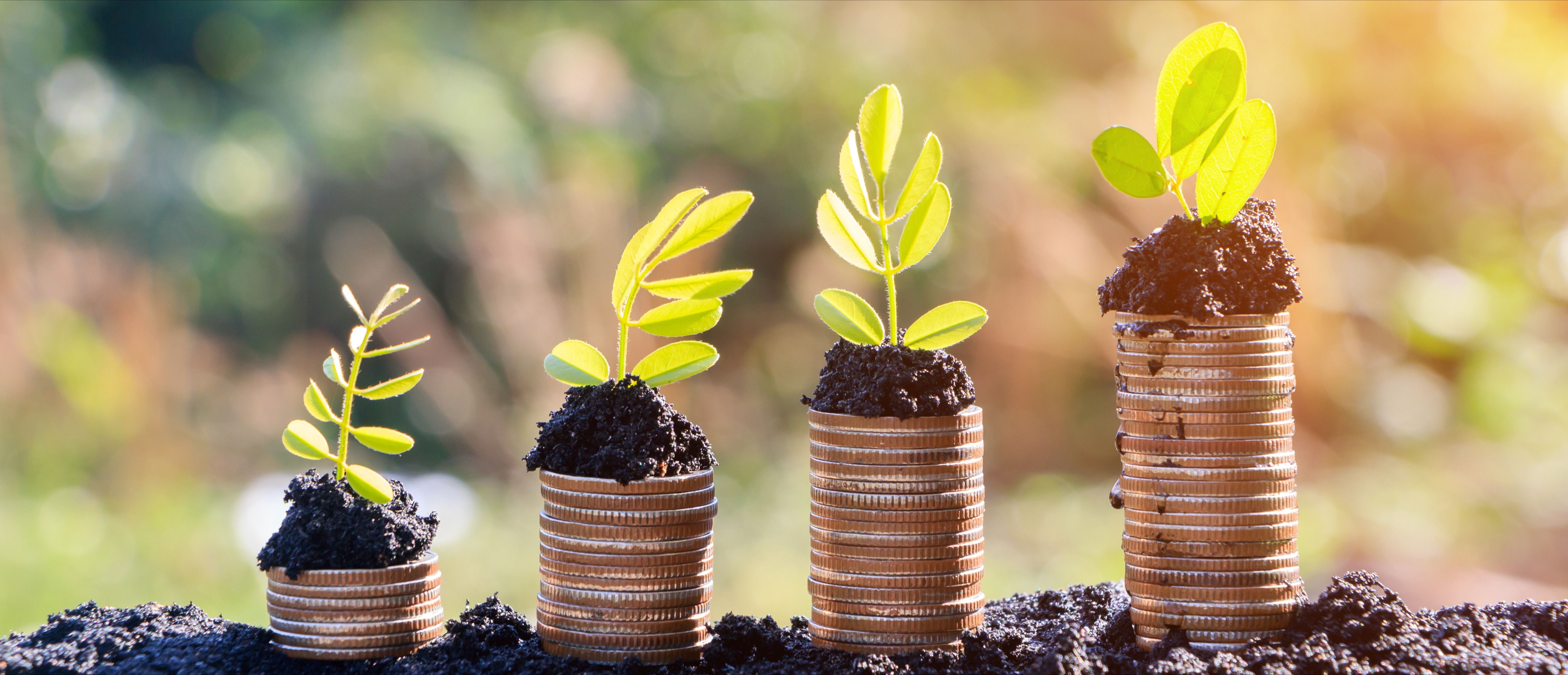 Hands watering young plants growing in germination sequence on golden coins