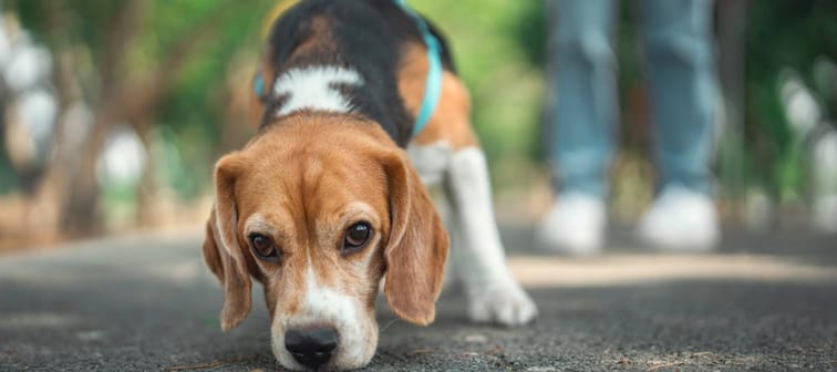 Cheapest dog breeds