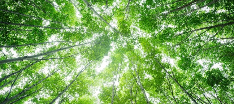 Bottom-up view green mangrove forest canopy.