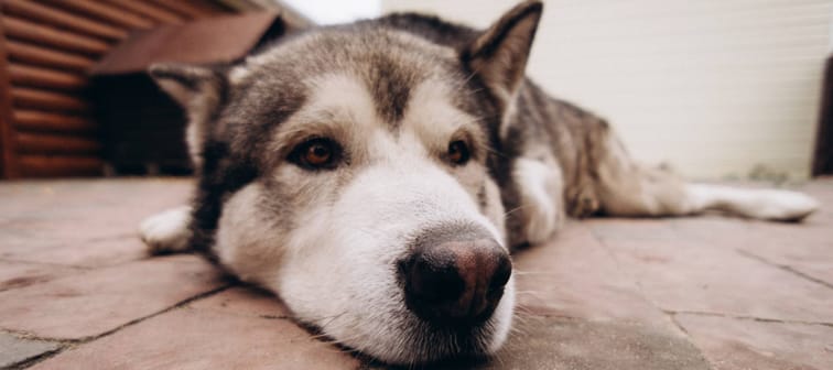 Husky dog lying on the floor.
